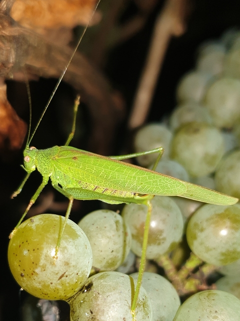 Phaneroptera nana - pontozott repülőszöcske