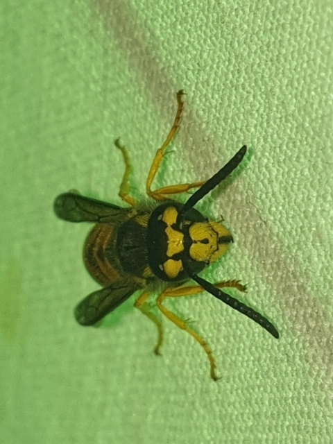 Vespula vulgaris - kecskedarázs