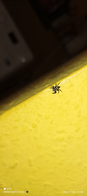Hasarius adansoni - üvegházi ugrópók
