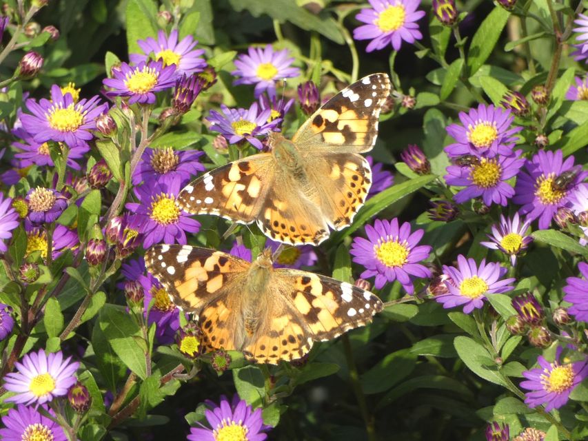 Vanessa cardui - bogáncslepke
