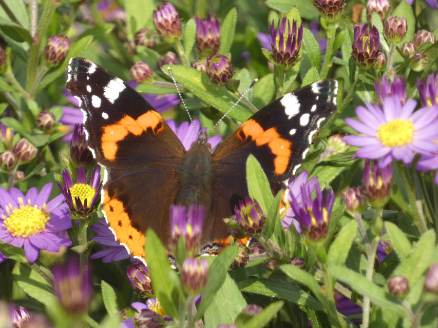 Vanessa atalanta - atalantalepke