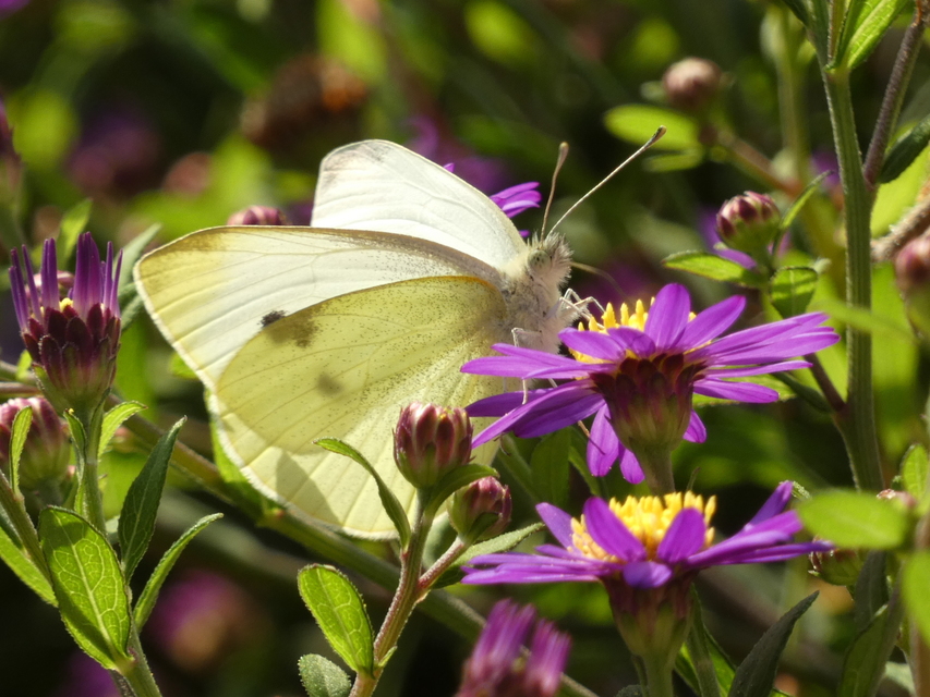 Pieris rapae - répalepke