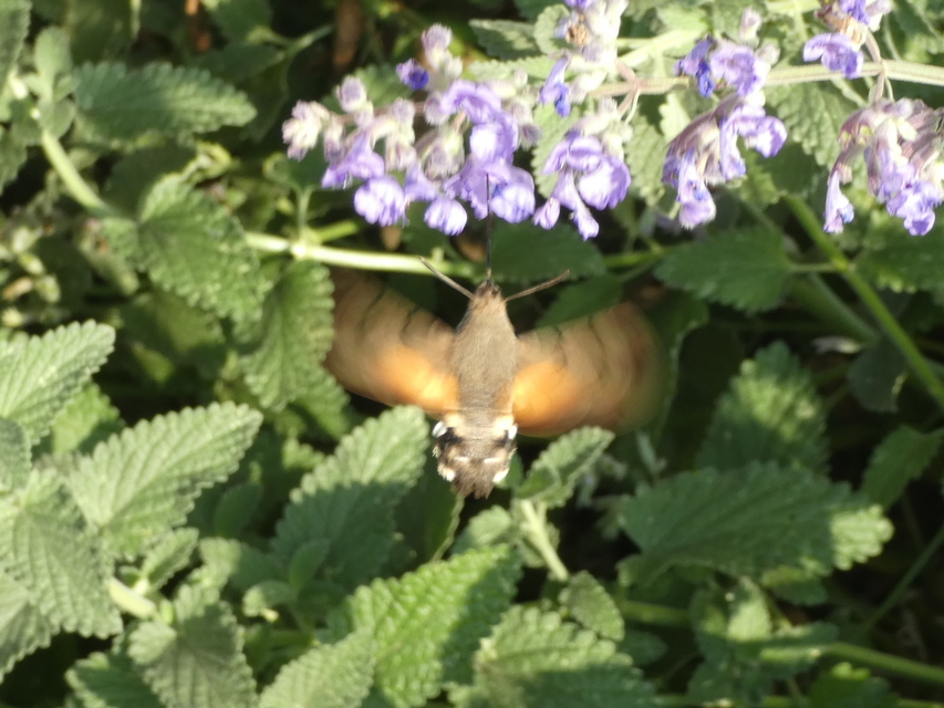 Macroglossum stellatarum - kacsafarkú szender