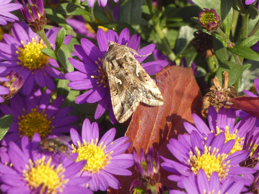 Autographa gamma - gammalepke