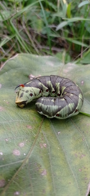 Agrius convolvuli - szulákszender