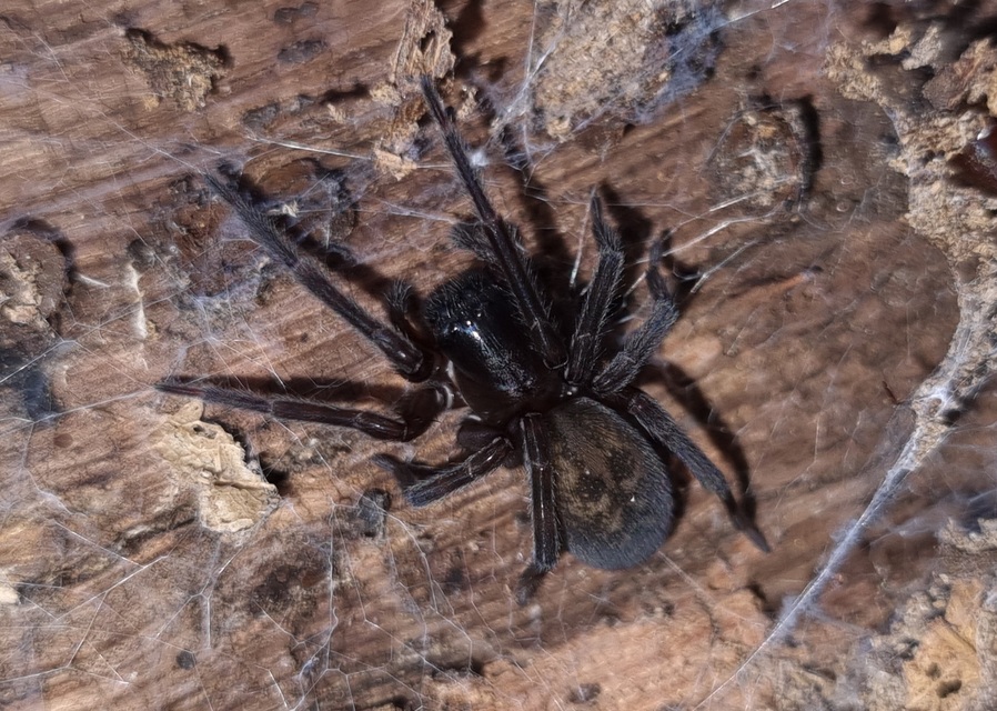 Amaurobius ferox - nagy eretnekpók