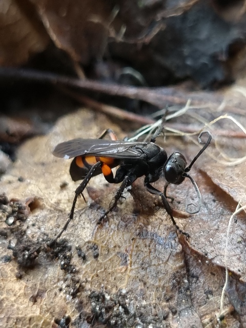 Anoplius viaticus - közönséges útonállódarázs