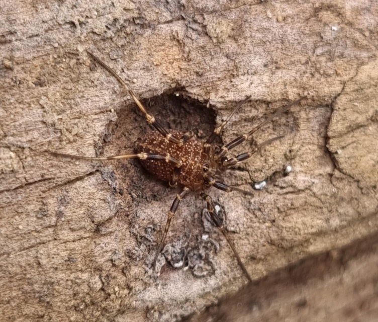 Egaenus convexus