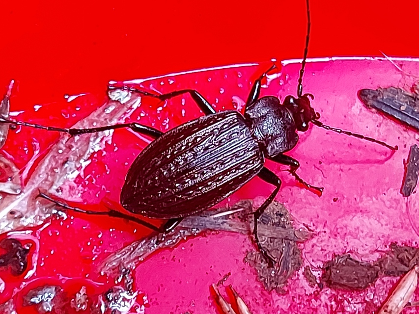 Carabus granulatus - mezei futrinka