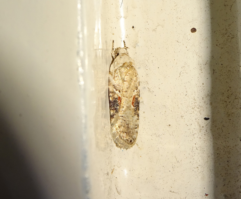 Agonopterix alstromeriana - bürök-laposmoly