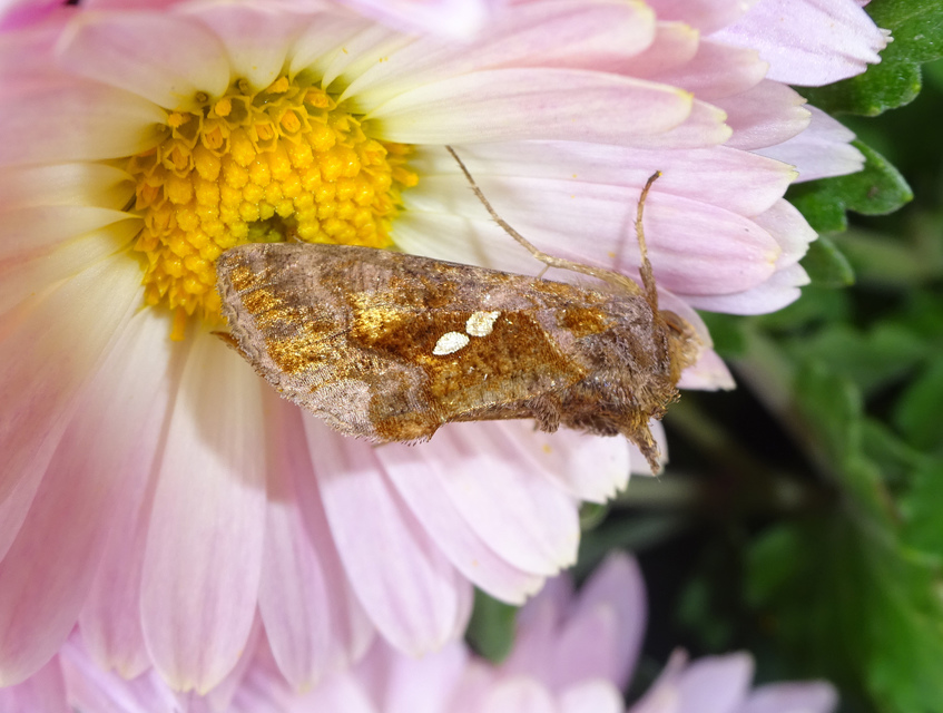 Chrysodeixis chalcites - déli aranybagoly