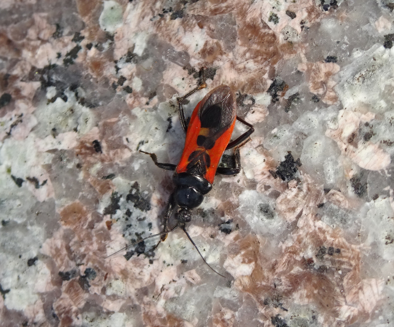 Peirates hybridus - foltos rablópoloska