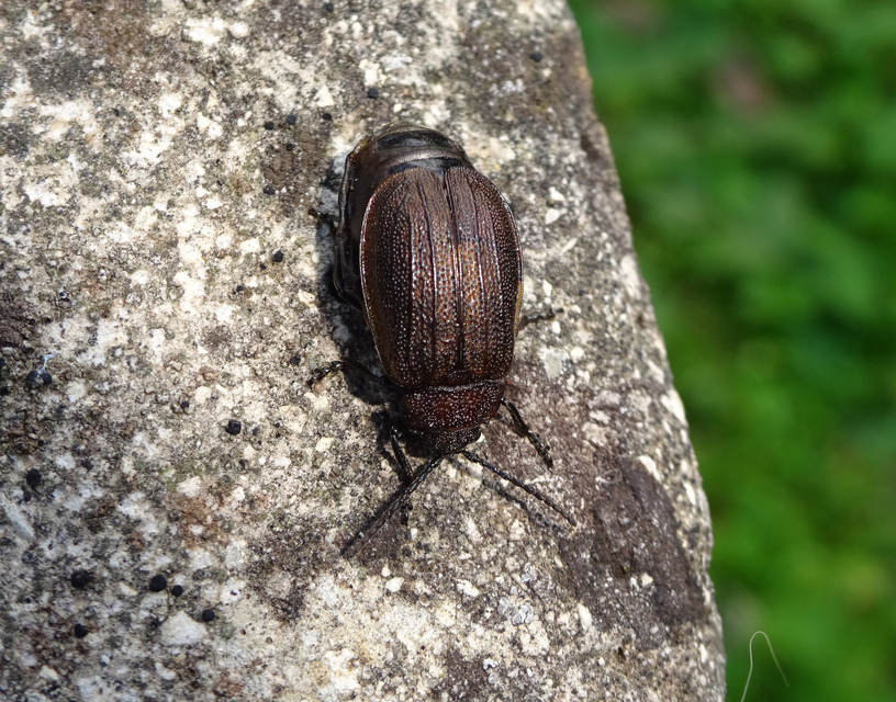 Galeruca pomonae - barna olajosbogár