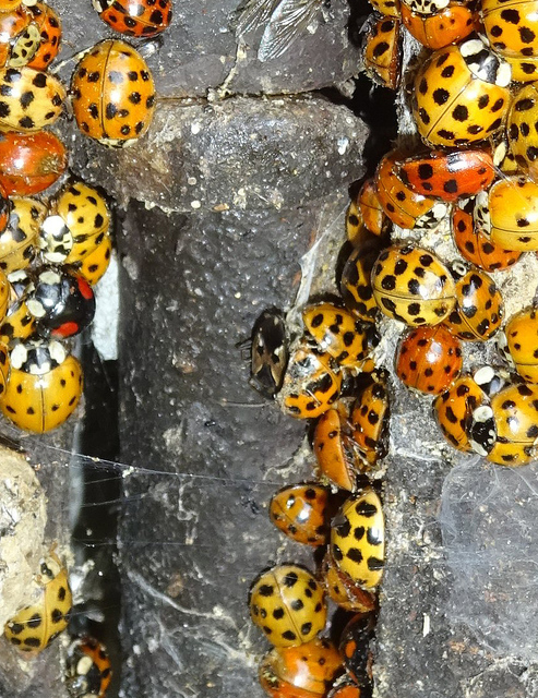 Rhyparochromus vulgaris - közönséges díszesbodobács