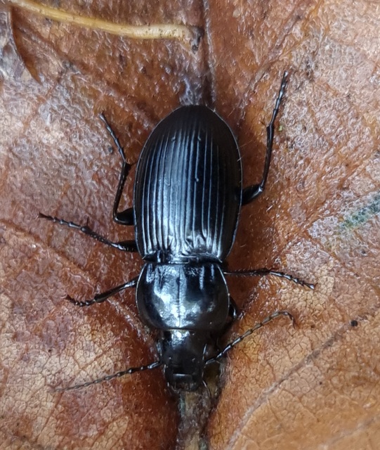 Pterostichus melas - fényes gyászfutó
