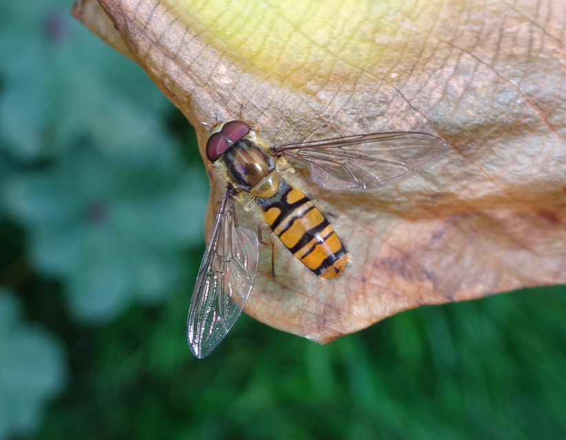 Episyrphus balteatus - ékfoltos zengőlégy