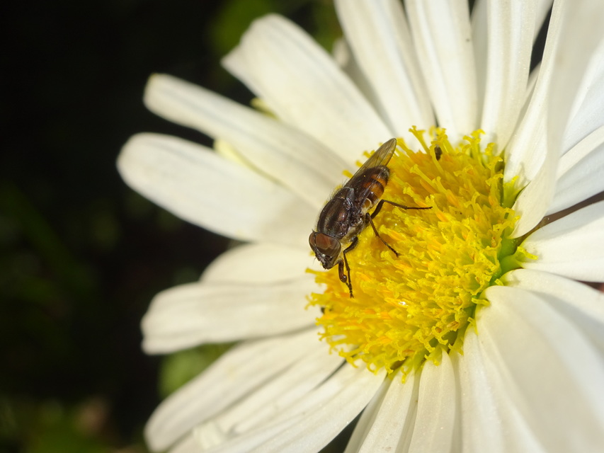 Stomorhina lunata - sáskaparazita légy
