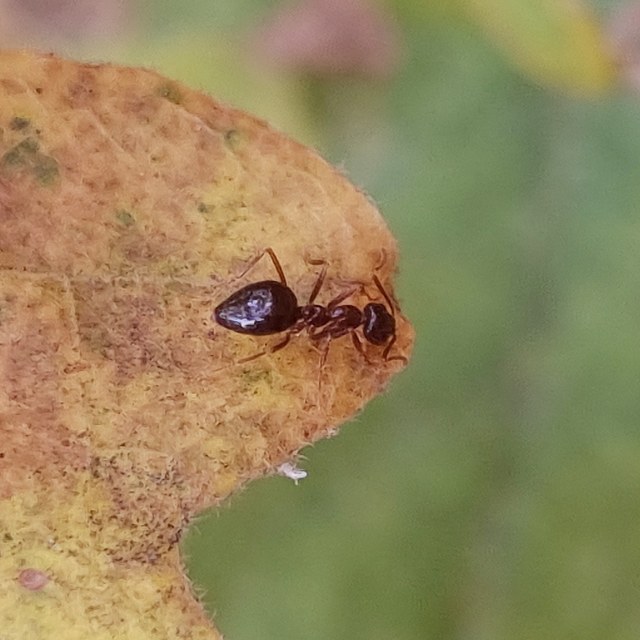 Prenolepis nitens - ragyogóhangya
