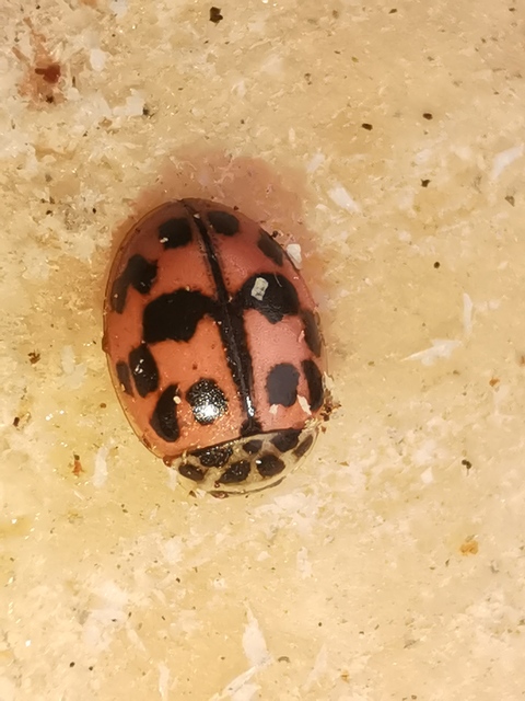 Oenopia conglobata - rózsás katica