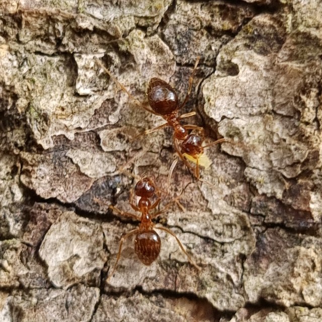 Prenolepis nitens - ragyogóhangya