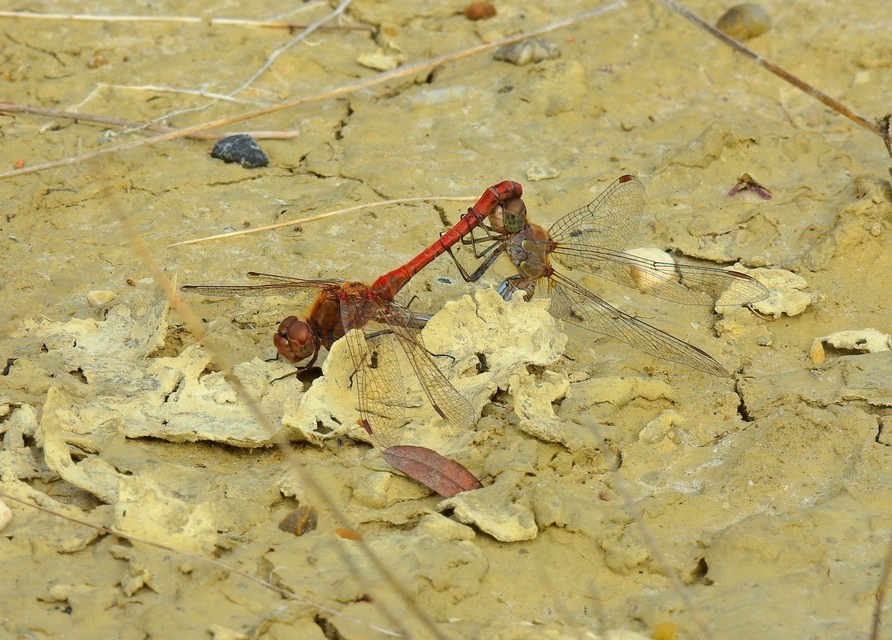 Sympetrum striolatum - harántsávos katona-szitakötő