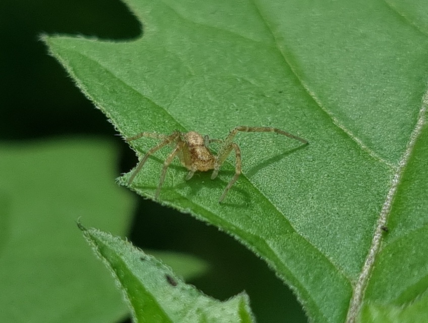 Philodromus