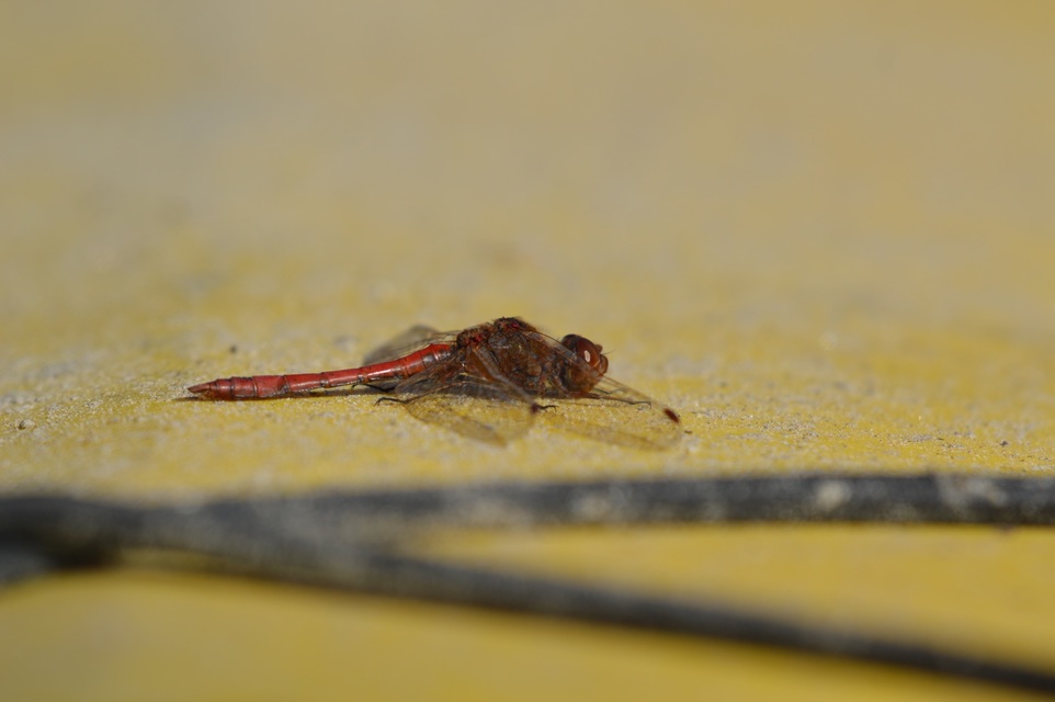 Sympetrum vulgatum - barkós katona-szitakötő