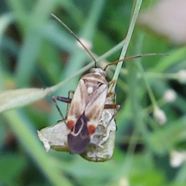Polymerus vulneratus Polymerus vulneratus