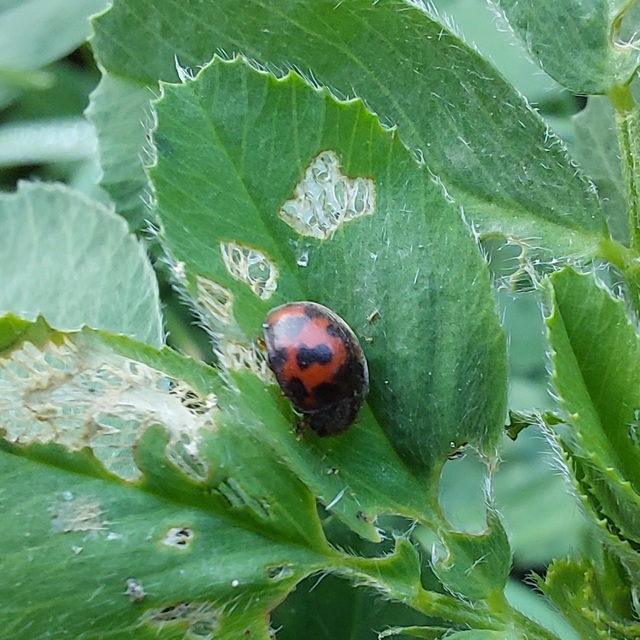 Subcoccinella vigintiquatuorpunctata - lucernaböde