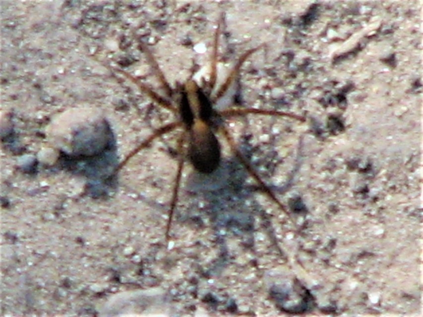 Pardosa alacris/lugubris