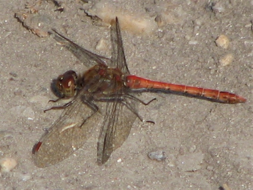 Sympetrum striolatum - harántsávos katona-szitakötő