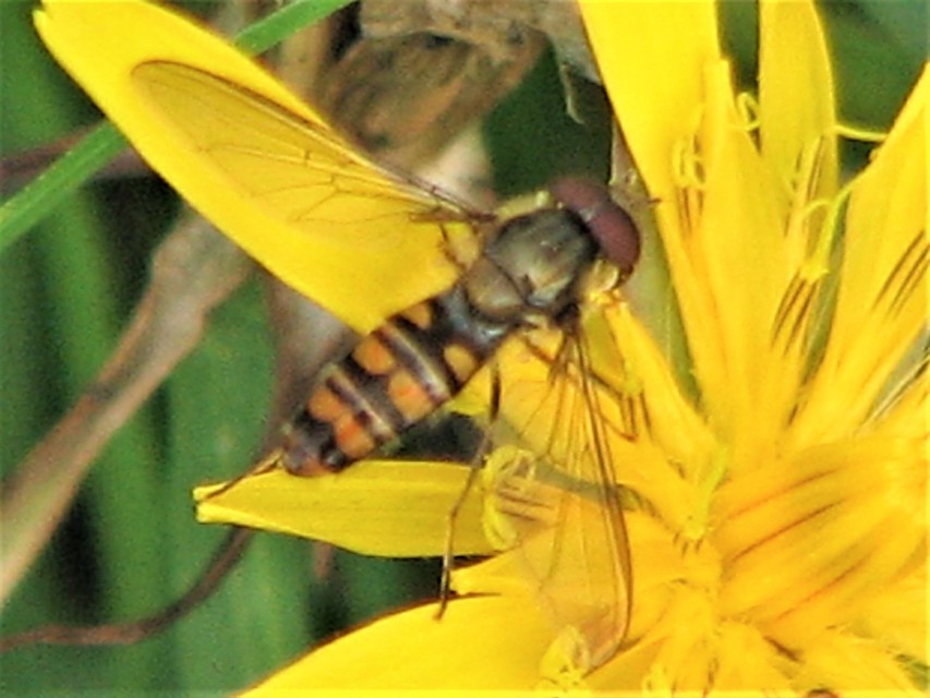 Episyrphus balteatus - ékfoltos zengőlégy
