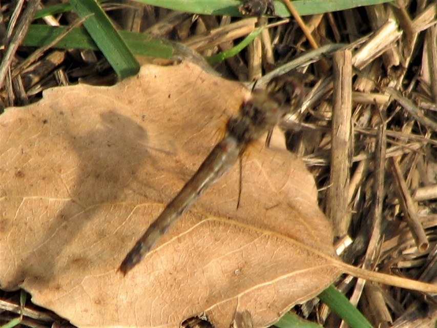 Sympetrum striolatum - harántsávos katona-szitakötő