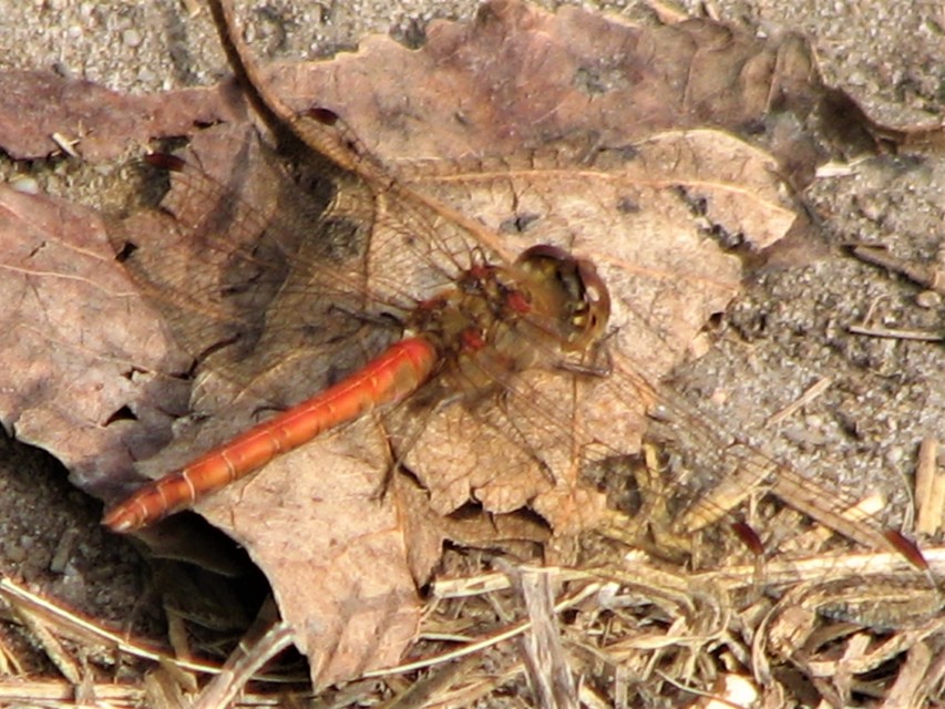 Sympetrum striolatum - harántsávos katona-szitakötő