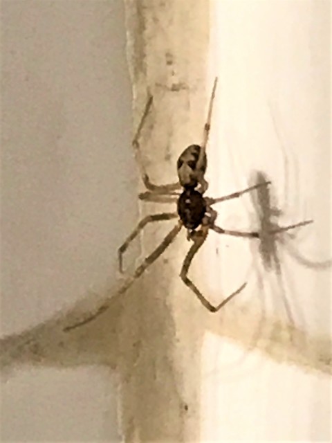 Steatoda triangulosa - háromszöges faggyúpók