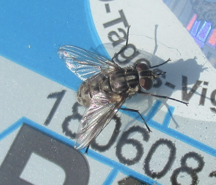 Stomoxys calcitrans - szuronyos istállólégy
