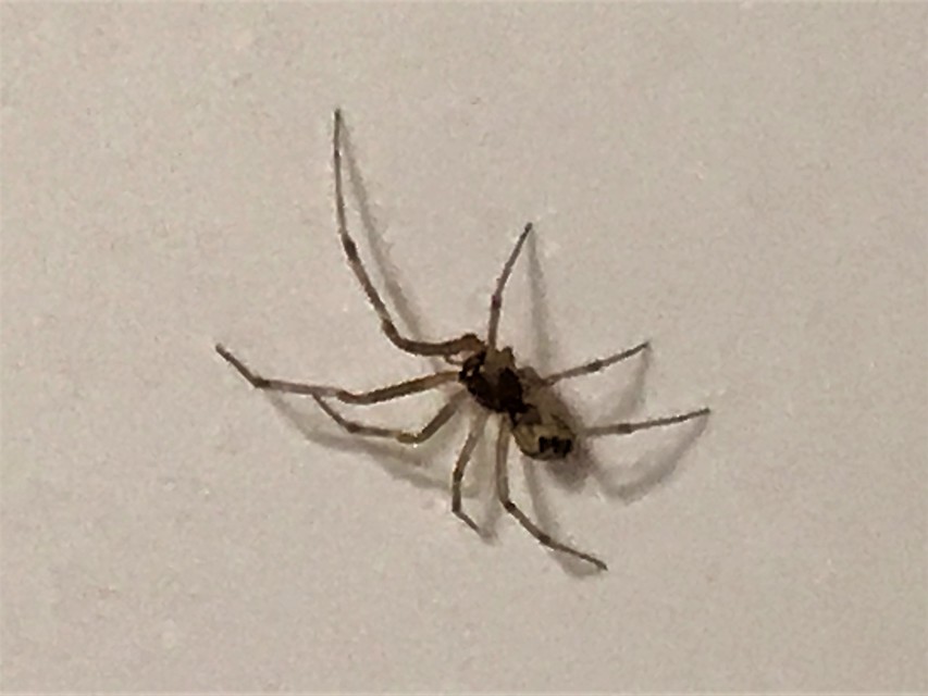 Steatoda triangulosa - háromszöges faggyúpók