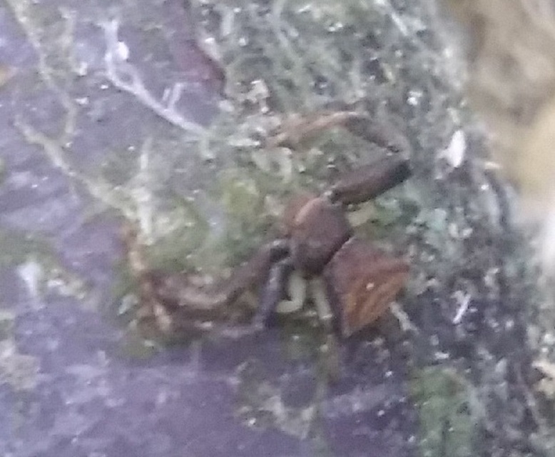 Pistius truncatus - csonka karolópók