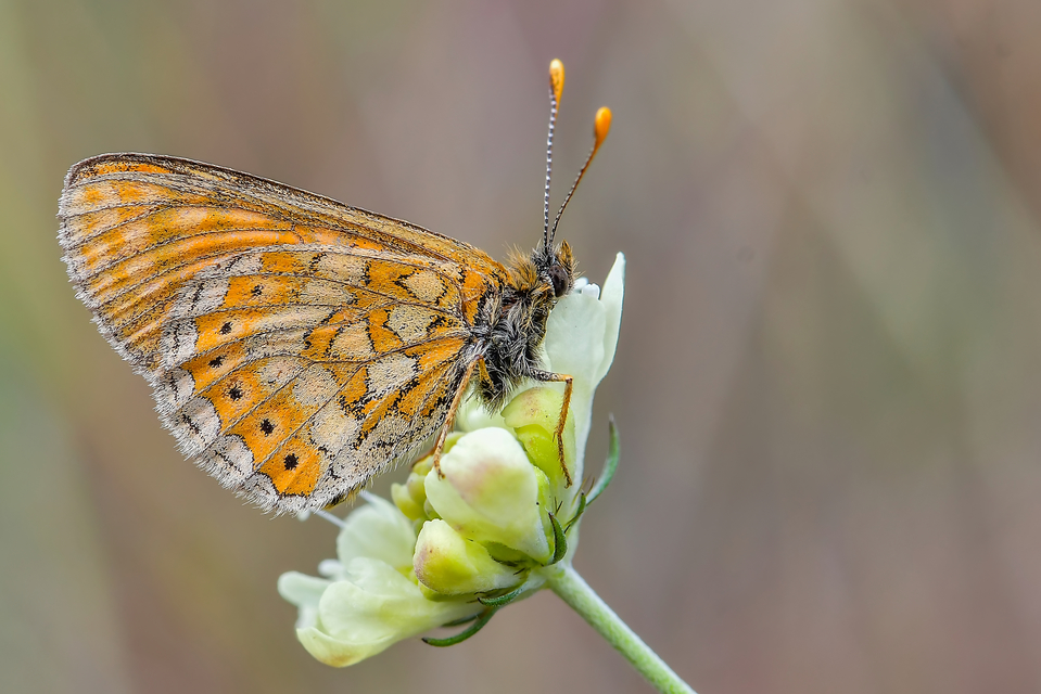 Euphydryas aurinia - lápi tarkalepke