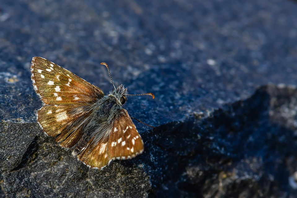 Pyrgus armoricanus - feles busalepke