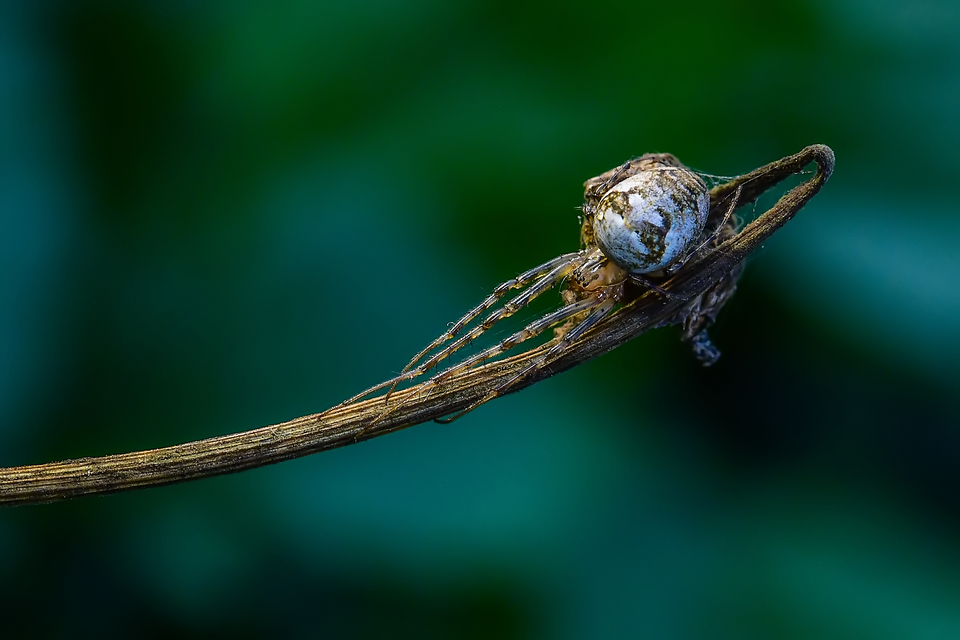 Metellina segmentata/mengei