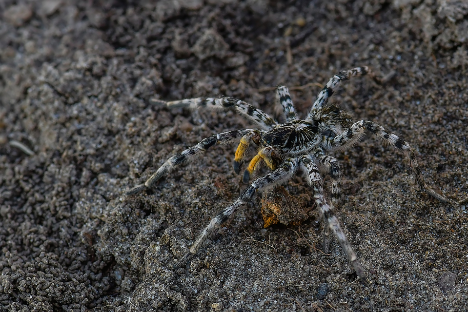 Lycosa singoriensis - szongáriai cselőpók