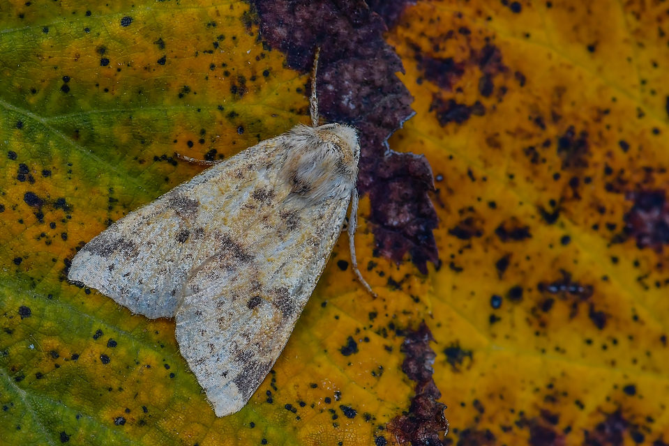 Cirrhia ocellaris - fakó sárgabagoly