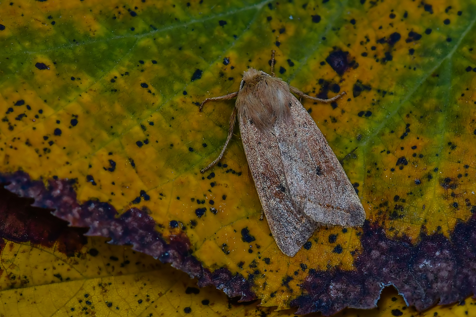 Leptologia macilenta - gyertyán-őszibagoly
