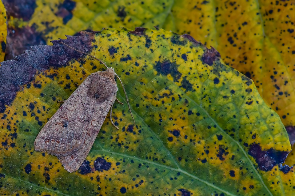 Sunira circellaris - okkersárga őszibagoly