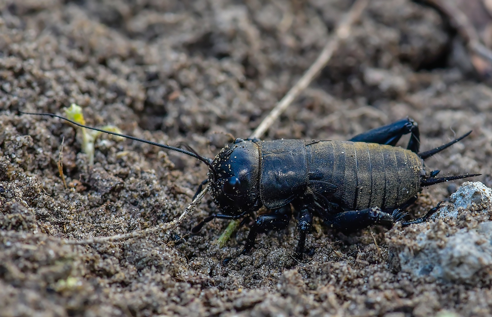 Gryllus campestris - mezei tücsök