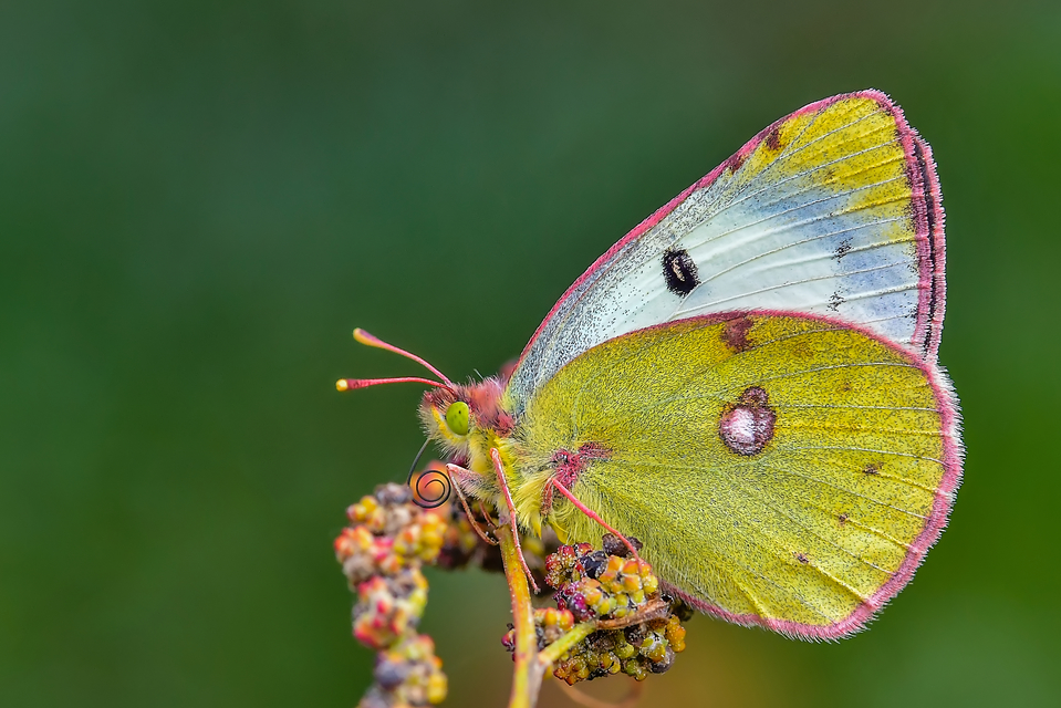 Colias alfacariensis - déli kéneslepke