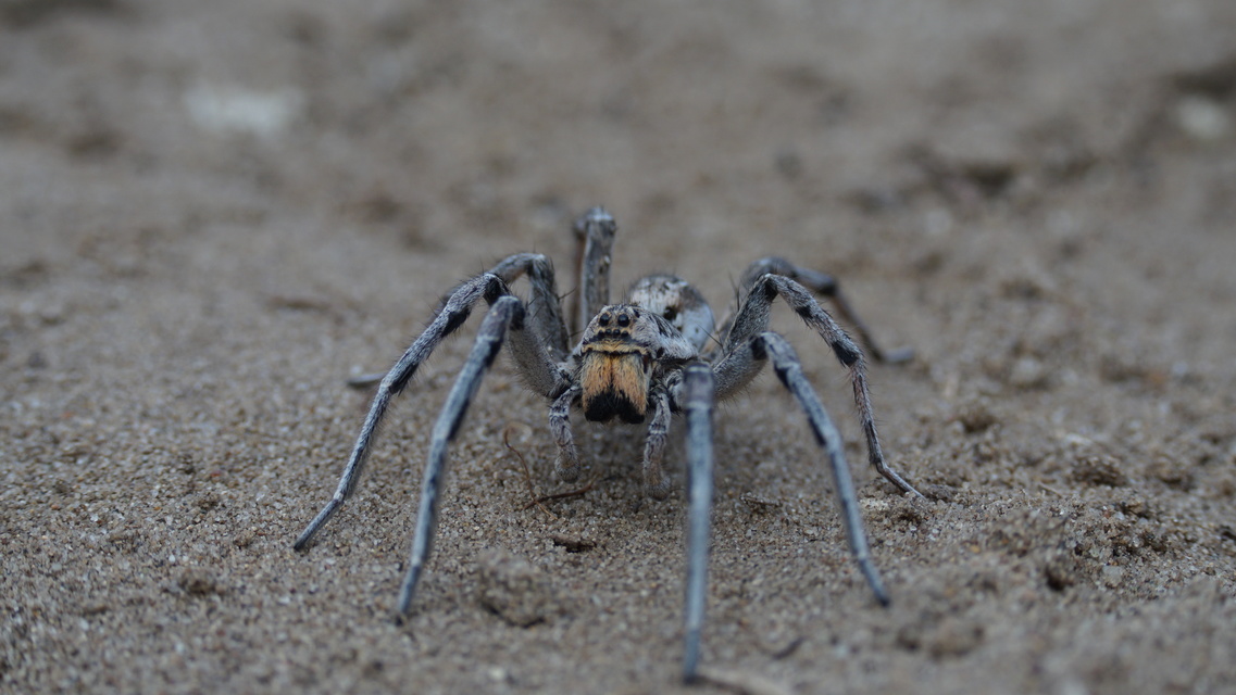 Geolycosa vultuosa - pokoli cselőpók