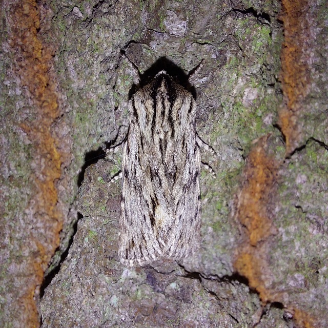 Asteroscopus sphinx - csillagnéző bundásbagoly