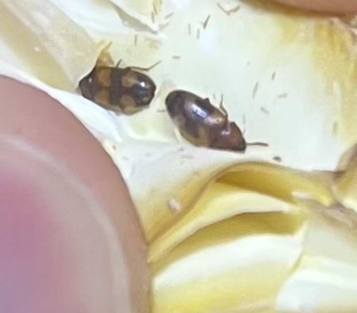 Mycetophagus populi - nyárfa-gombabogár